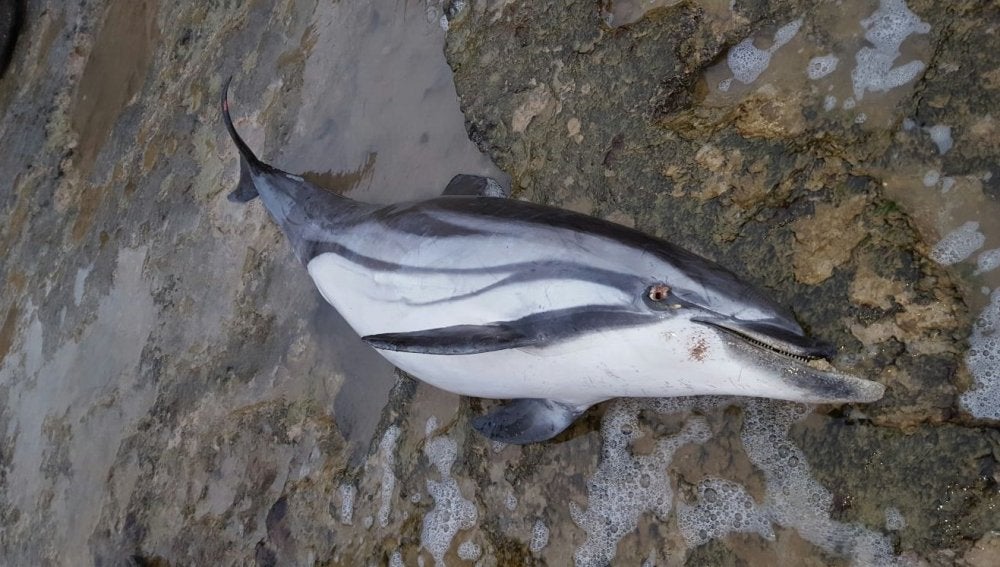 Delfín aparecido muerto en Torrevieja