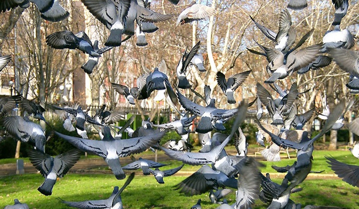 Barcelona comienza a dar pienso anticonceptivo a las palomas para reducir la población a la mitad Barcelona comienza a dar pienso anticonceptivo a las palomas para reducir la población a la mitad