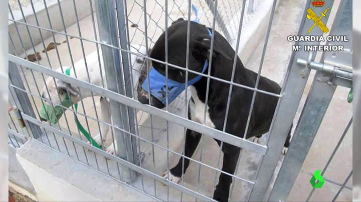 Muere un hombre por el ataque de 5 perros Muere un hombre por el ataque de 5 perros