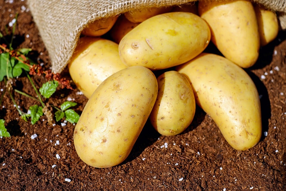 Agricultores españoles dejan morir la patata porque les sale más barato que venderla Agricultores españoles dejan morir la patata porque les sale más barato que venderla