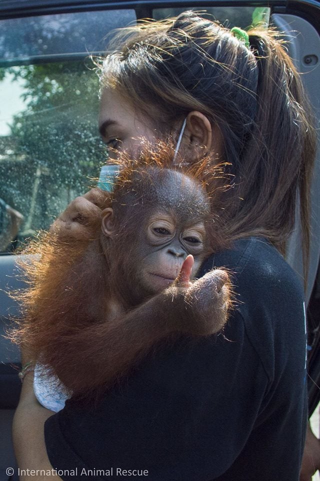 La conmovedora historia de una bebé orangután que sube el pulgar tras ser rescatada de su cautiverio en Indonesia La conmovedora historia de una bebé orangután que sube el pulgar tras ser rescatada de su cautiverio en Indonesia