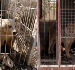 El león Simba y la osa Lola, únicos supervivientes del zoo de Mosul, vuelven a rugir tras meses de abandono El león Simba y la osa Lola, únicos supervivientes del zoo de Mosul, vuelven a rugir tras meses de abandono
