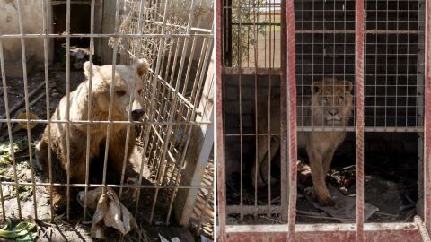 El le&oacute;n Simba y la osa Lola, &uacute;nicos supervivientes del zoo de Mosul, vuelven a rugir tras meses de abandono 