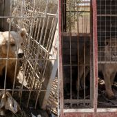 El león Simba y la osa Lola, únicos supervivientes del zoo de Mosul, vuelven a rugir tras meses de abandono