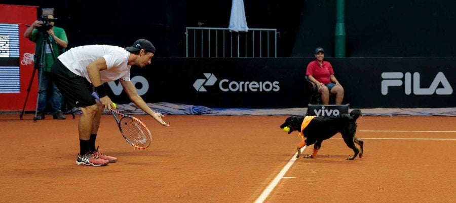 Un perro abandonado, de recogepelotas en el Abierto de Brasil de tenis Un perro abandonado, de recogepelotas en el Abierto de Brasil de tenis