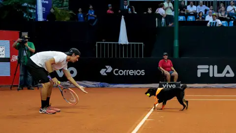 Un perro abandonado, de recogepelotas en el Abierto de Brasil de tenis Un perro abandonado, de recogepelotas en el Abierto de Brasil de tenis
