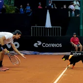 Un perro abandonado, de recogepelotas en el Abierto de Brasil de tenis Un perro abandonado, de recogepelotas en el Abierto de Brasil de tenis