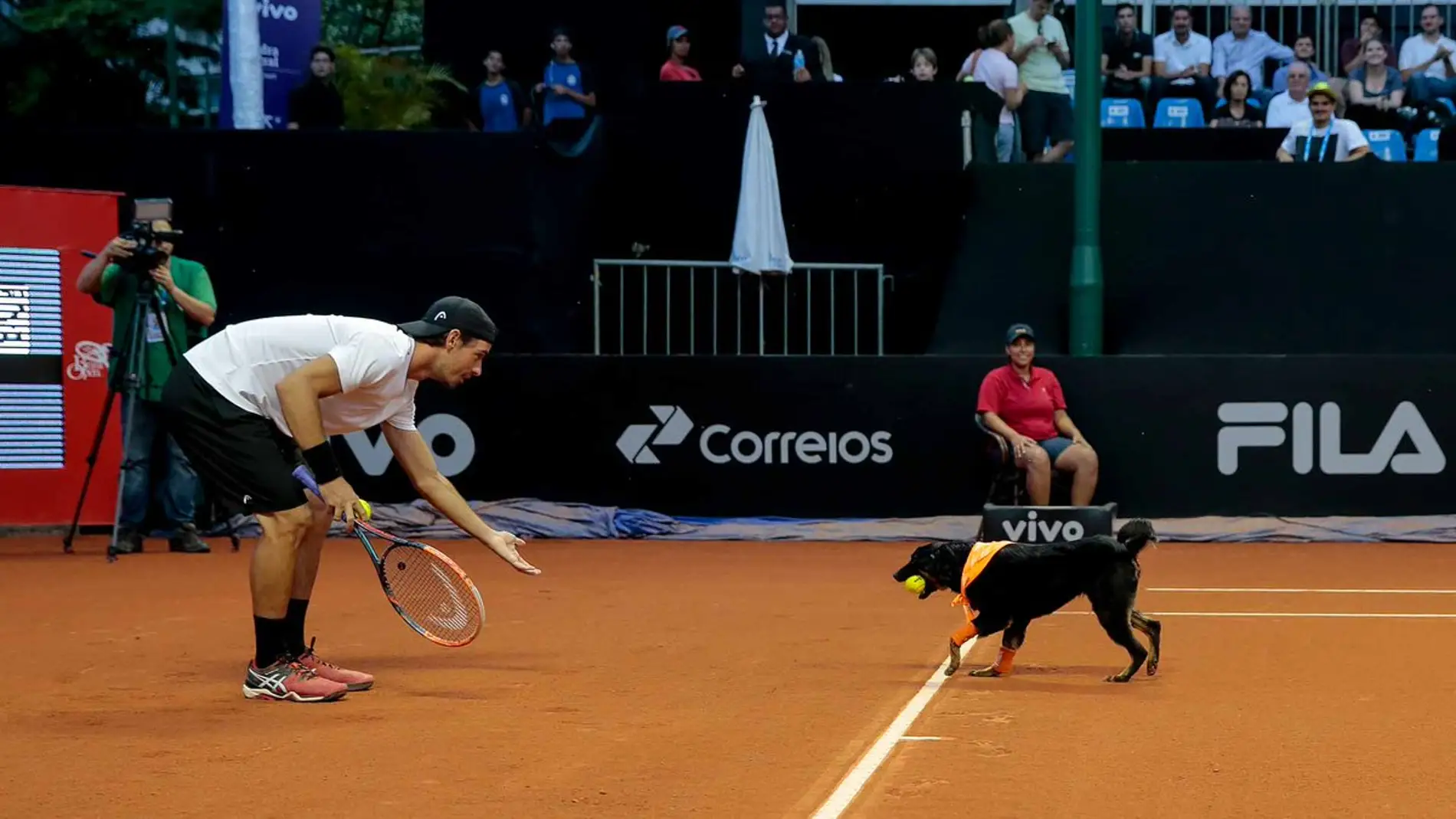 Un perro abandonado, de recogepelotas en el Abierto de Brasil de tenis