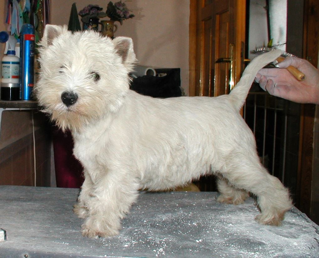 Productos para peluquerías caninas Productos para peluquerías caninas