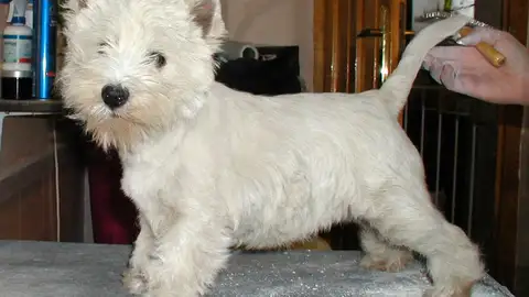 Peluquería canina Peluquería canina