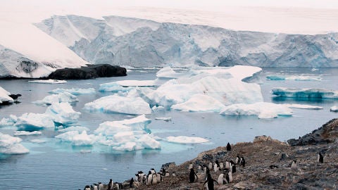 Una parvada de ping&uuml;inos en un sector de la Isla Livingston