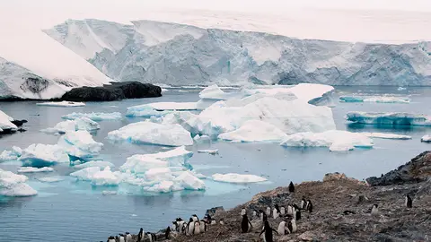 La Antártida, un termostato que regula el clima del planeta (05-03-2017) Una parvada de pingüinos en un sector de la Isla Livingston
