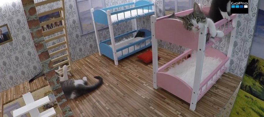 Reality de gatos Kattarshians Reality de gatos Kattarshians