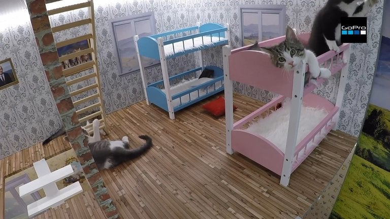 “Las Kattarshians” el Gran Hermano gatuno que triunfa en redes “Las Kattarshians” el Gran Hermano gatuno que triunfa en redes