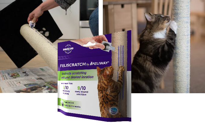 Soluciona los arañazos de tu gato en los muebles Soluciona los arañazos de tu gato en los muebles