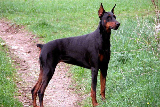 Congreso admite ahora excepciones para poder cortar el rabo a perros de caza Congreso admite ahora excepciones para poder cortar el rabo a perros de caza