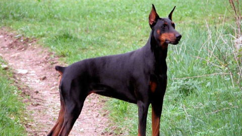 Un perro al que le han cortado el rabo por cuestiones est&eacute;ticas