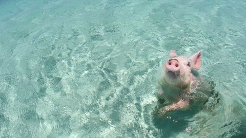 Uno de los famosos cerdos que se ba&ntilde;an en las playas de Exuma, en las Bahamas