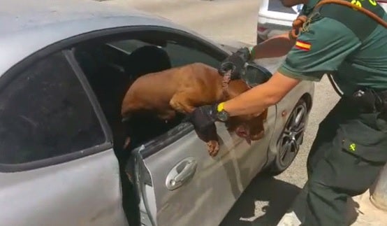 La Policía explica qué debes hacer si encuentras un perro encerrado en un coche La Policía explica qué debes hacer si encuentras un perro encerrado en un coche