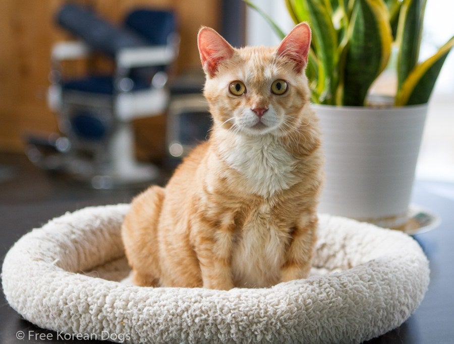 Cómo enseñar a tu gato a usar el rascador en un mes Cómo enseñar a tu gato a usar el rascador en un mes