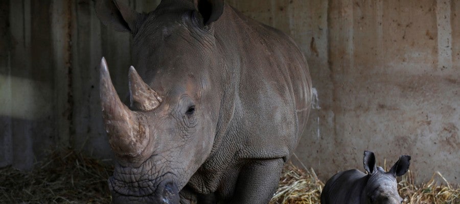 Los cuernos de rinoceronte, un valioso tesoro Los cuernos de rinoceronte, un valioso tesoro
