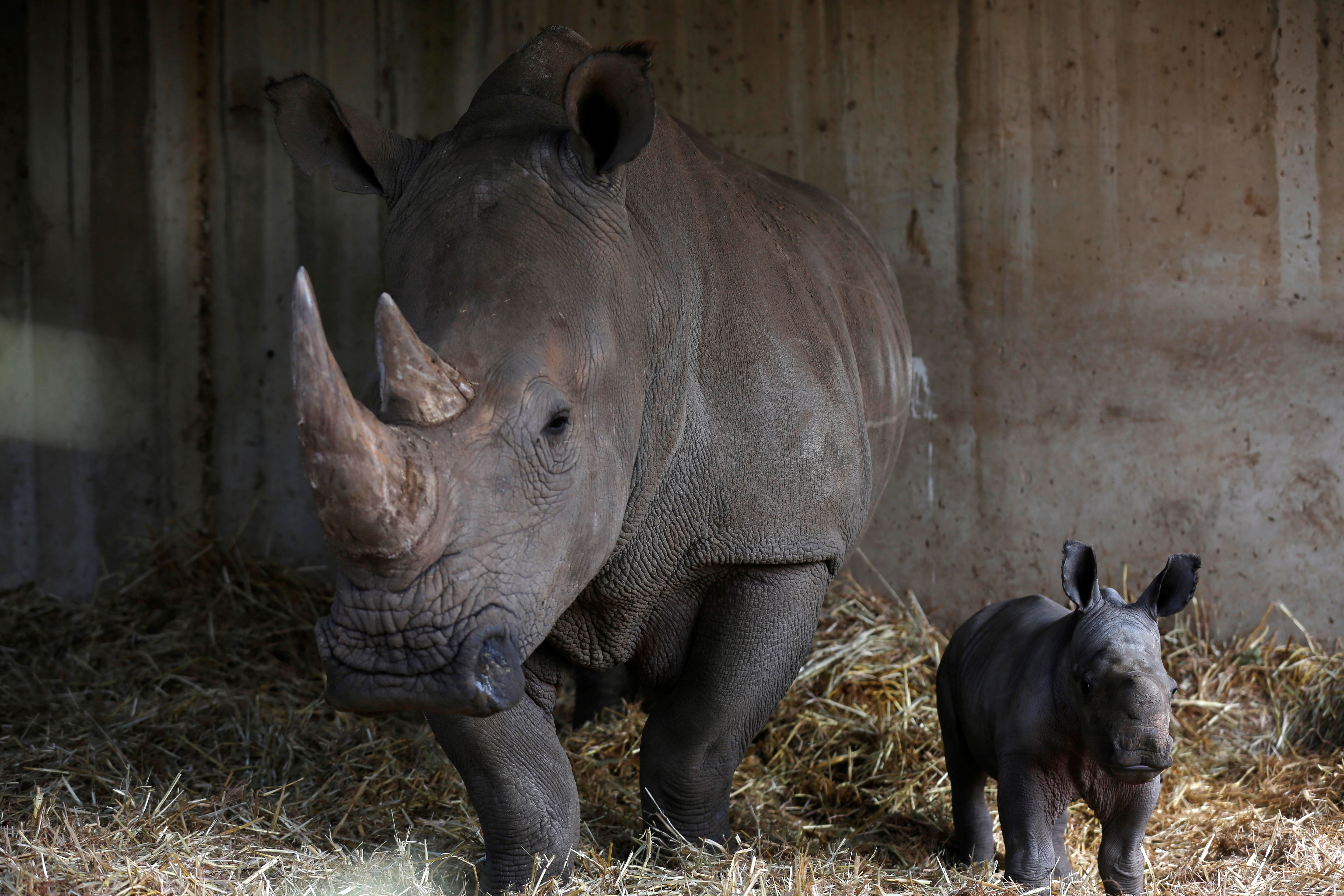 Mesa de redacción: En Francia matan al rinoceronte de un zoo para arrancarle el cuerno Mesa de redacción: En Francia matan al rinoceronte de un zoo para arrancarle el cuerno