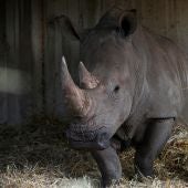 Los cuernos de rinoceronte, un valioso tesoro