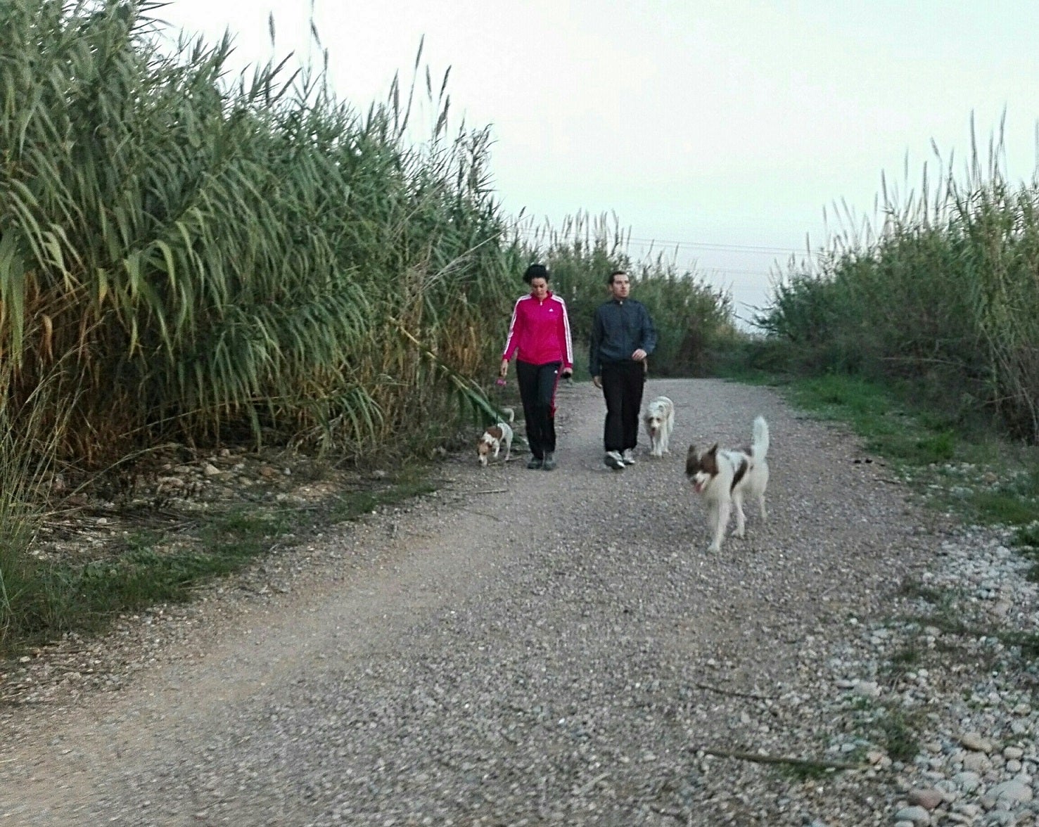 Las quejas por molestias de perros bajan un 19% en un año Las quejas por molestias de perros bajan un 19% en un año