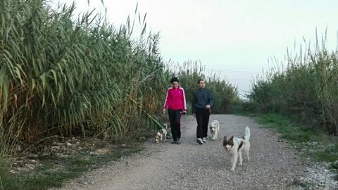 Las quejas por molestias de perros bajan un 19% en un a&ntilde;o en Almassora.