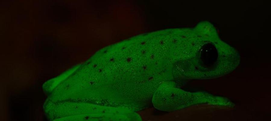 Descubren en Argentina el primer anfibio fluorescente conocido en la Tierra Descubren en Argentina el primer anfibio fluorescente conocido en la Tierra