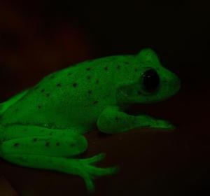 Descubren en Argentina el primer anfibio fluorescente conocido en la Tierra Descubren en Argentina el primer anfibio fluorescente conocido en la Tierra