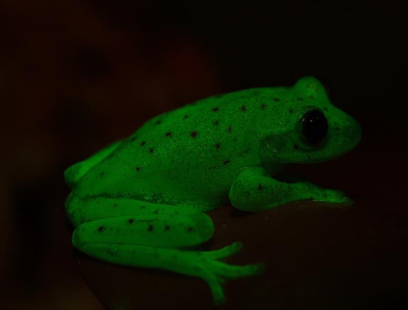 Descubren en Argentina el primer anfibio fluorescente conocido en la Tierra Descubren en Argentina el primer anfibio fluorescente conocido en la Tierra