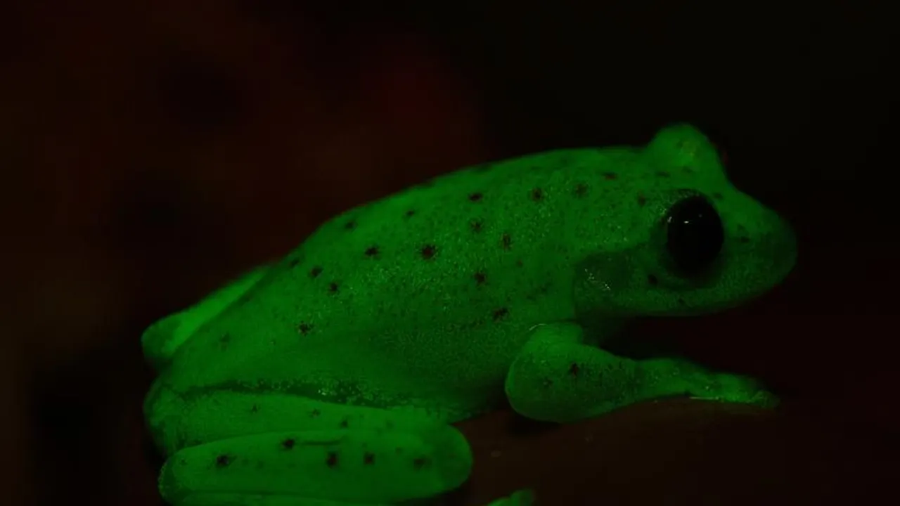 Descubren en Argentina el primer anfibio fluorescente conocido en la Tierra