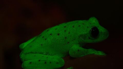 Descubren en Argentina el primer anfibio fluorescente conocido en la Tierra