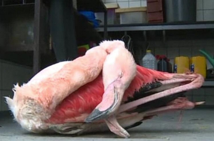 Tres niños matan a pedradas y patadas a un flamenco en un zoo de República Checa Tres niños matan a pedradas y patadas a un flamenco en un zoo de República Checa