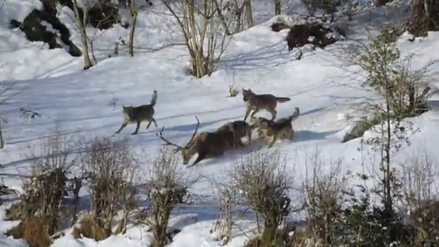 Oposición en el sector ganadero a la proposición del Congreso para proteger al lobo Oposición en el sector ganadero a la proposición del Congreso para proteger al lobo