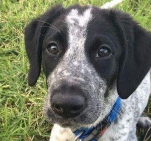 Matan a un perro que causó retrasos en vuelos al perderse y colarse en la pista de un aeropuerto de Nueva Zelanda Matan a un perro que causó retrasos en vuelos al perderse y colarse en la pista de un aeropuerto de Nueva Zelanda