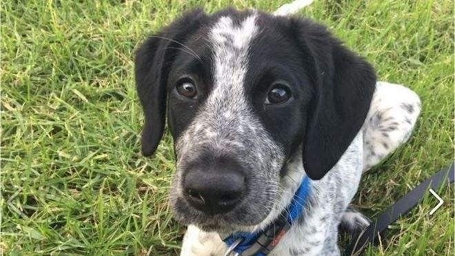 Un perro de seguridad es abatido en el aeropuerto de Auckland Un perro de seguridad es abatido en el aeropuerto de Auckland