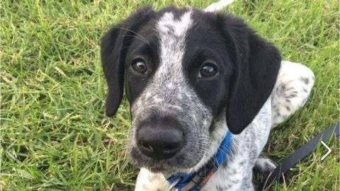 Matan a un perro que caus&oacute; retrasos en vuelos al perderse y colarse en la pista de un aeropuerto de Nueva Zelanda 