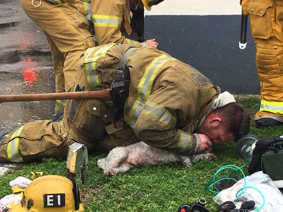 Un bombero salva la vida a un perro practicándole el boca a boca durante 20 minutos Un bombero salva la vida a un perro practicándole el boca a boca durante 20 minutos
