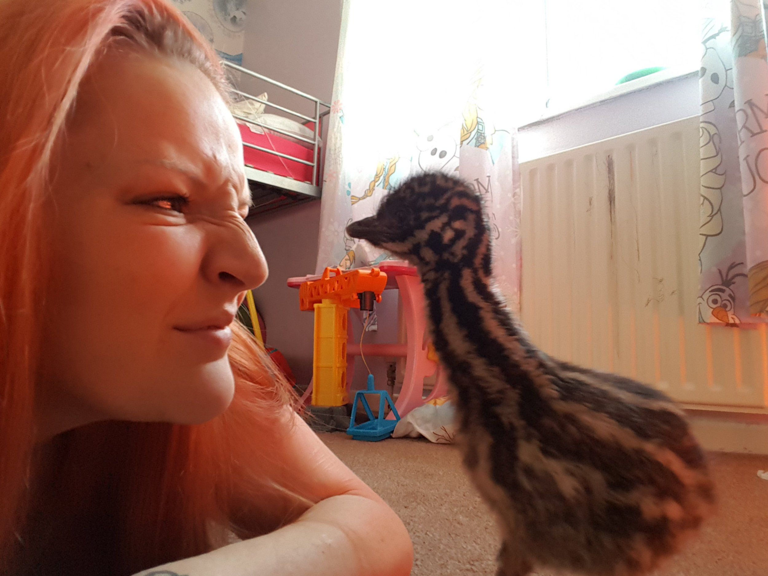 Una mujer compra un huevo decorativo por internet y a los meses nace un pájaro exótico que puede llegar a medir dos metros Una mujer compra un huevo decorativo por internet y a los meses nace un pájaro exótico que puede llegar a medir dos metros