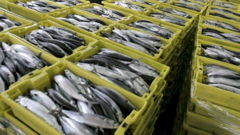 Pesca de xarda