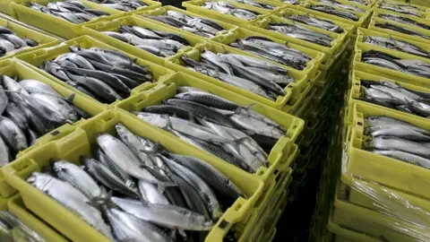 Pesca de xarda Pesca de xarda