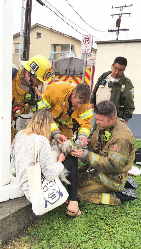 Los bomberos consiguen reanimar al perro