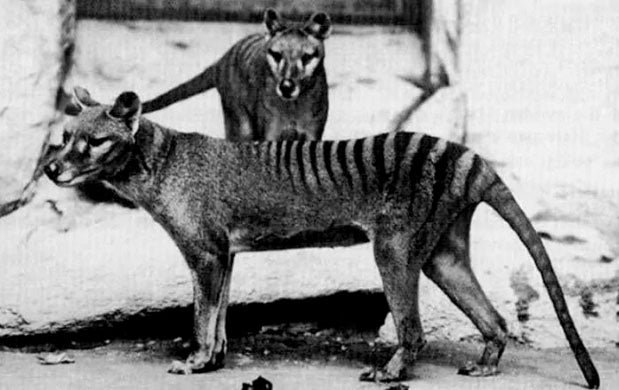La brújula de la ciencia: La reconstrucción de la historia del Tigre de Tasmania La brújula de la ciencia: La reconstrucción de la historia del Tigre de Tasmania