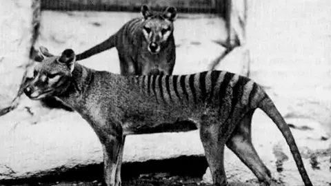 tigre de Tasmania tigre de Tasmania