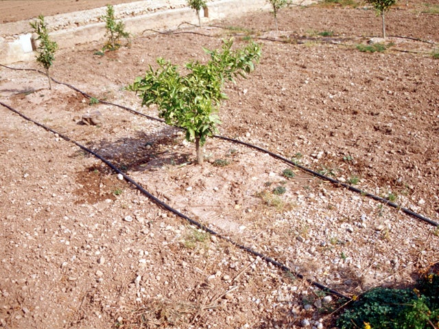 Agricultura anuncia que este año se moderniza el regadío en 13.000 hectáreas de Riegos de Levante Agricultura anuncia que este año se moderniza el regadío en 13.000 hectáreas de Riegos de Levante