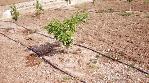 La modernización de regadíos es uno de los objetivos de Riegos de Levante para este año 2017. Riego por goteo