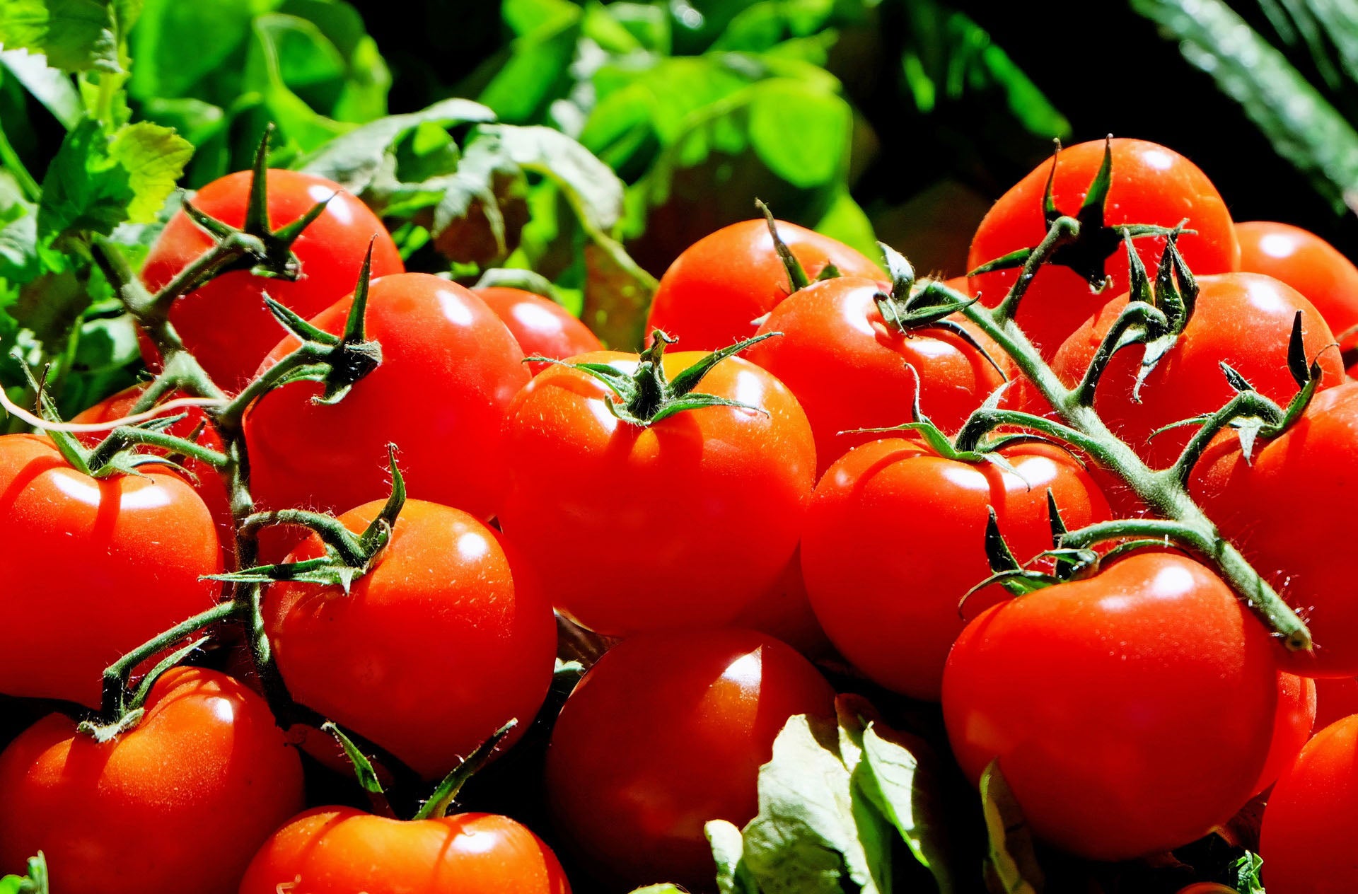 "Tomate del país", un sabroso alimento de temporada "Tomate del país", un sabroso alimento de temporada
