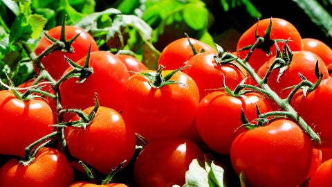 Tomates mas rojos lisos y redondos contra el cancer de colon
